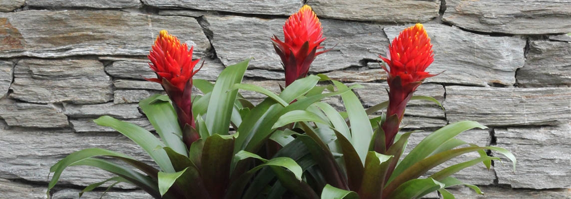 Bromeliad Banner Picture2.jpg